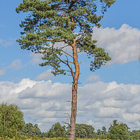 Buy canvas prints of Scots Pine Tree by Paul Fleet