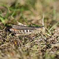 Buy canvas prints of Well camouflaged Field Grasshopper  by Paul Fleet