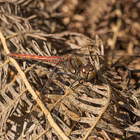 Buy canvas prints of Male Common Darter Dragonfly by Paul Fleet
