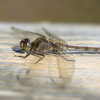Buy canvas prints of Female Common Darter Dragonfly by Paul Fleet