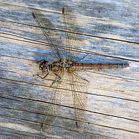 Buy canvas prints of Dragonfly Female Common Darter  by Paul Fleet