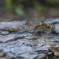 Buy canvas prints of Resting Common Darter Dragonfly by Paul Fleet