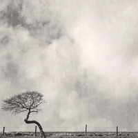 Buy canvas prints of Bent Tree With Fence by Steven Garratt