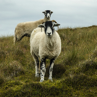 Buy canvas prints of Sheep In Coverdale by Steven Garratt