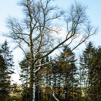 Buy canvas prints of Snowy Tree In Winter by Steven Garratt