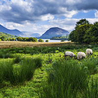 Buy canvas prints of Sheep Grazing At Loweswater, Lake District, Cumbri by Steven Garratt