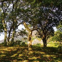 Buy canvas prints of Grasmoor Behind The Trees, Lake District, Cumbria by Steven Garratt