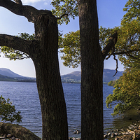 Buy canvas prints of  Crummock Water Through The Trees, Lake District,  by Steven Garratt