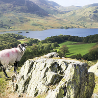 Buy canvas prints of Sheep Over Crummock Water, Lake District, Cumbria by Steven Garratt