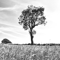Buy canvas prints of Tree In Black And White, Burrough, Leicestershire by Steven Garratt