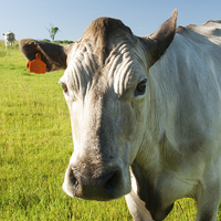 Buy canvas prints of The Cows Eye View by Steven Garratt