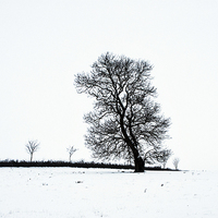 Buy canvas prints of Tree In Snow Landscape, Owston, Leicestershire by Steven Garratt