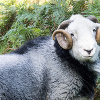 Buy canvas prints of Herdwick sheep Near Coniston, Cumbria by Steven Garratt