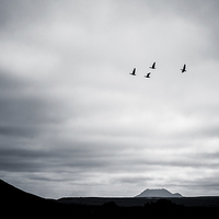 Buy canvas prints of Geese Flying High by Peta Thames