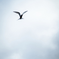 Buy canvas prints of Artic Tern in Flight by Peta Thames