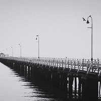Buy canvas prints of Comorants on the Pier by Peta Thames