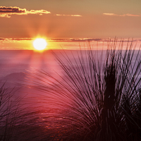 Buy canvas prints of Grasstree Sunset by Peta Thames