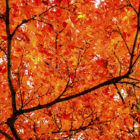 Buy canvas prints of Glorious Autumn Leaves by Peta Thames