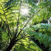Buy canvas prints of Daintree Rainforest Sunlight by Peta Thames