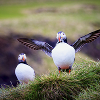 Buy canvas prints of Proud Puffin by Peta Thames