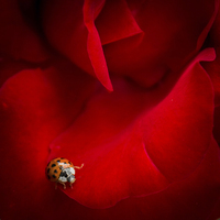 Buy canvas prints of Ladybird in Rose by Peta Thames