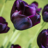 Buy canvas prints of Queen of the Night Tulips by Peta Thames