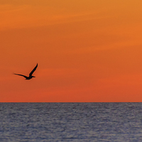 Buy canvas prints of Sunset Pelican by Peta Thames