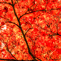 Buy canvas prints of Mass of Maple by Peta Thames