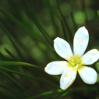 Buy canvas prints of White Blue-Eyed Grass Flower by Peta Thames
