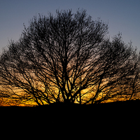 Buy canvas prints of  Hartlebury Common Sunset by Duncan Monk