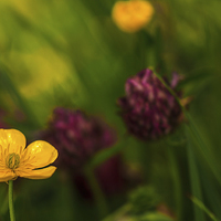 Buy canvas prints of  Buttercup and Clover. by Peter Bunker
