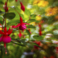 Buy canvas prints of Fuschia Frenzy.  by Peter Bunker