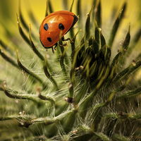 Buy canvas prints of  Ladybird and Thistle. by Peter Bunker