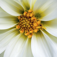Buy canvas prints of  Dahlia. by Peter Bunker