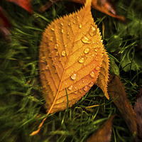 Buy canvas prints of  Autumn Leaf After Rain. by Peter Bunker