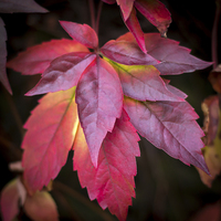 Buy canvas prints of  Red Leaves. by Peter Bunker