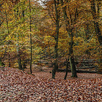 Buy canvas prints of Autumn Scene.  by Peter Bunker