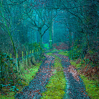 Buy canvas prints of Magic Woods. by Peter Bunker