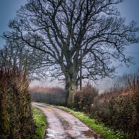 Buy canvas prints of Country Lane by Peter Bunker