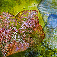 Buy canvas prints of Iced Leaf. by Peter Bunker