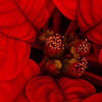 Buy canvas prints of Poinsettia. by Peter Bunker