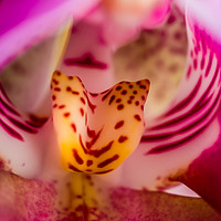 Buy canvas prints of Shallow Depth of Orchid.  by Peter Bunker