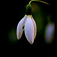 Buy canvas prints of Snowdrop. by Peter Bunker