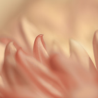 Buy canvas prints of Chrysanthemum. by Peter Bunker