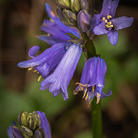 Buy canvas prints of Bluebells by Peter Bunker
