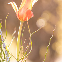 Buy canvas prints of Backlit Tulip. by Peter Bunker