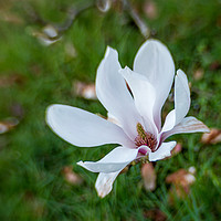 Buy canvas prints of Magnolia Blur. by Peter Bunker