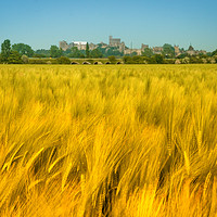 Buy canvas prints of Corn and Castle. by Peter Bunker