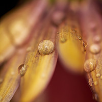 Buy canvas prints of Droplets.  by Peter Bunker