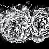 Buy canvas prints of Monochrome Roses by Peter Bunker